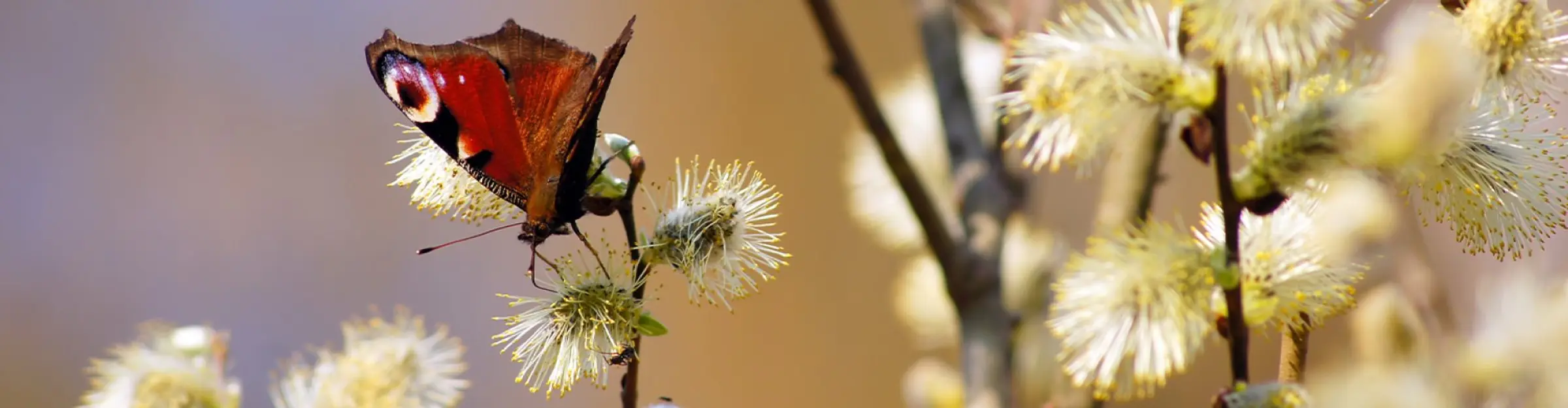 Een vlinder op een tak